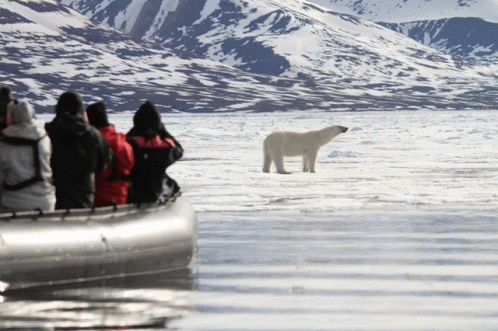 A Group Of People Looking At A Polar Bear Standing In The Water GIF