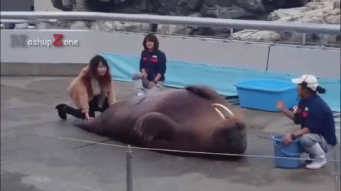 A Group Of People Standing Around A Walrus With Mashup Zone Written Above It GIF