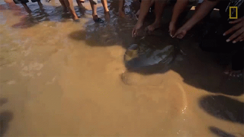 A Group Of People Standing In A Muddy Puddle With A National Geographic Logo On The Bottom Right GIF