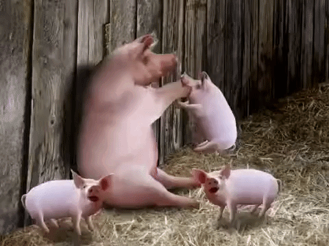 A Group Of Pigs Are Standing Next To A Wooden Wall In A Barn . GIF