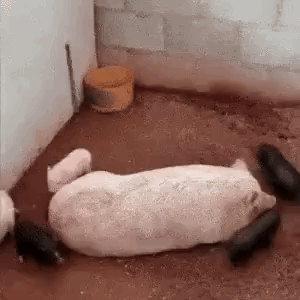 A Group Of Pigs Laying On The Ground In A Room . GIF