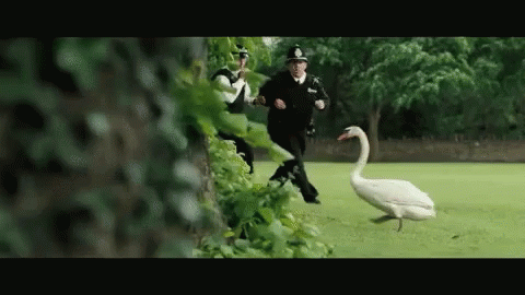 A Group Of Police Officers Are Chasing A White Swan In A Park . GIF