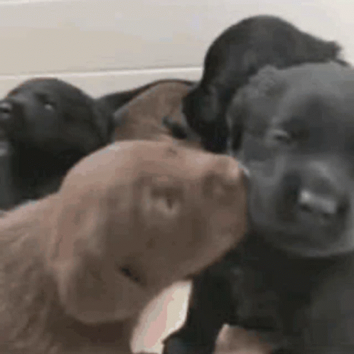 A Group Of Puppies Are Sitting Next To Each Other And One Is Kissing The Other . GIF