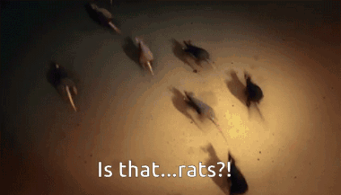 A Group Of Rats Are Running In A Circle And The Words Is That Rats Are Visible GIF