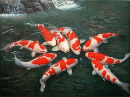 A Group Of Red And White Fish Are Swimming Together In A Pond GIF