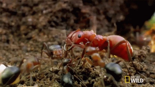 A Group Of Red Ants Are Crawling On The Ground In A National Geographic Wild Video GIF