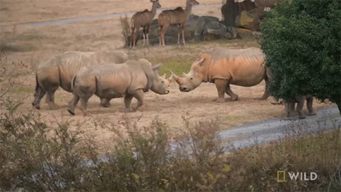A Group Of Rhinos Standing In A Field With A National Geographic Wild Logo Behind Them GIF