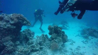 A Group Of Scuba Divers Are Swimming Around A Coral Reef GIF