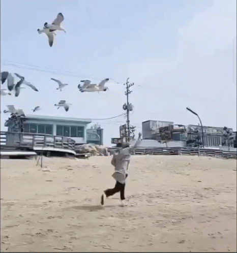 A Group Of Seagulls Are Flying Over A Beach GIF