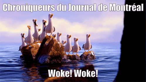 A Group Of Seagulls Standing On A Rock In The Ocean With The Words Woke Woke On The Bottom GIF