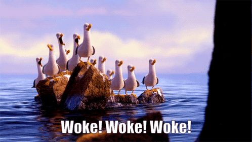A Group Of Seagulls Standing On Rocks In The Ocean With Woke Woke Woke GIF