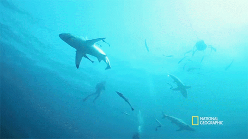 A Group Of Sharks Are Swimming In The Ocean With A National Geographic Logo In The Corner GIF