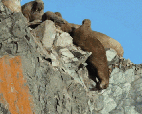 A Group Of Sheep Are Sitting On Top Of A Rocky Hillside GIF