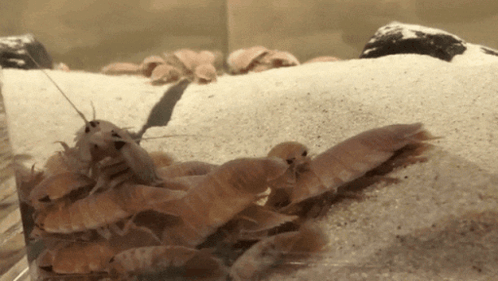 A Group Of Shrimp Are Sitting On Top Of Each Other GIF