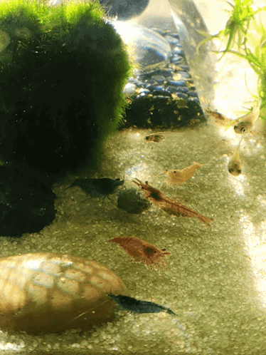 A Group Of Shrimp Are Swimming In A Tank With Rocks And Algae GIF