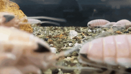 A Group Of Small Animals Are Swimming In A Tank With A Rock In The Background GIF