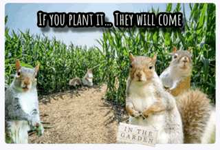 A Group Of Squirrels Standing In A Corn Field With A Sign That Says " In The Garden " GIF