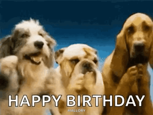 A Group Of Three Dogs Standing Next To Each Other With The Words `` Happy Birthday '' Written On The Bottom . GIF