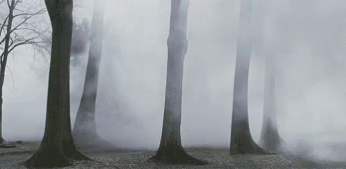A Group Of Trees In A Foggy Forest With Smoke Coming Out Of The Trees . GIF