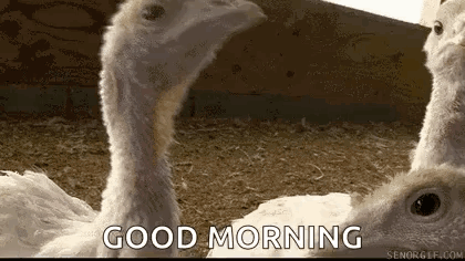 A Group Of Turkeys Are Standing Next To Each Other With The Words `` Good Morning '' Written On The Bottom . GIF