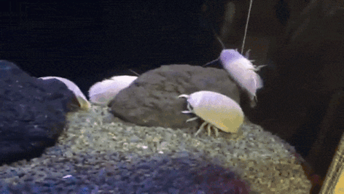 A Group Of White Cockroaches Are Crawling On A Pile Of Rocks GIF