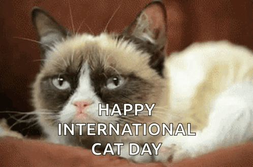 A Grumpy Cat Is Laying Down With The Words Happy International Cat Day Written Above It GIF