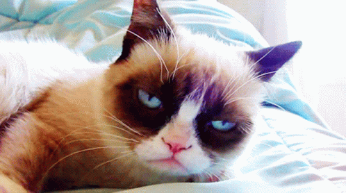 A Grumpy Cat Laying On A Bed With A Serious Look On Its Face GIF