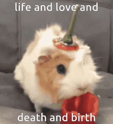 A Guinea Pig Eating A Red Pepper With The Words Life And Love And Death And Birth GIF
