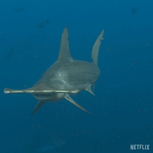 A Hammerhead Shark Swimming In The Ocean With A Netflix Logo In The Corner GIF