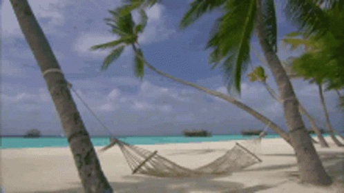 A Hammock Is Hanging Between Two Palm Trees On The Beach GIF