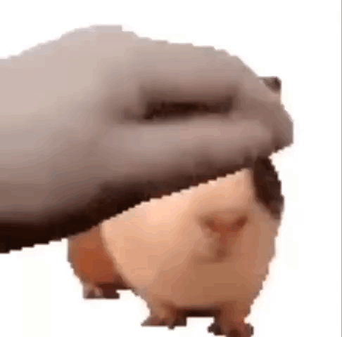 a hamster is being petting by a person 's hand .
