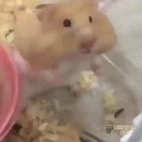 a hamster is drinking water from a water bottle in a cage .