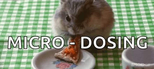 A Hamster Is Eating A Slice Of Pizza With The Words Micro-Dosing Written Above It GIF