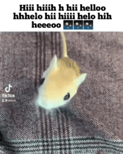 A Hamster Is Laying On A Plaid Blanket And Says Hiii Hiiih GIF