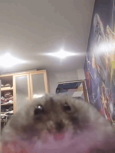 a hamster is looking at the camera in a room with a star wars mural on the wall