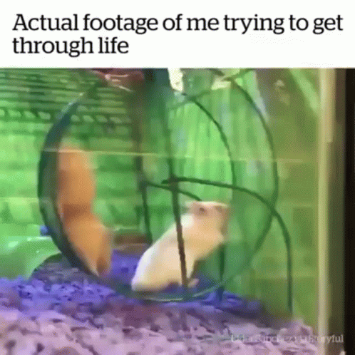 A Hamster Is Running In A Hamster Wheel With A Caption That Says ' Actual Footage Of Me Trying To Get Through Life ' GIF