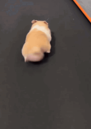 A Hamster Is Running On A Treadmill With Its Tail Visible GIF