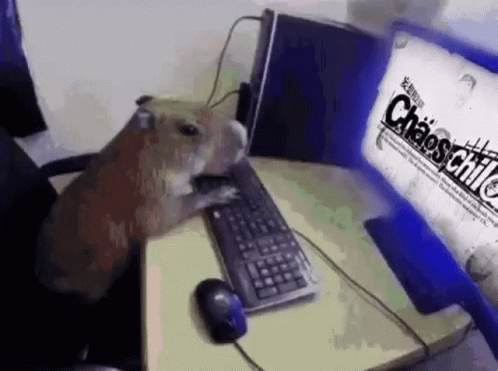A Hamster Is Sitting At A Desk In Front Of A Computer Keyboard . GIF