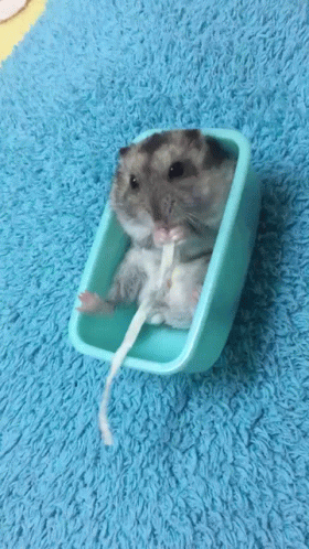 a hamster is sitting in a blue container on a blue rug .