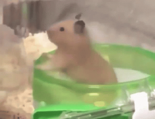 Hamster Sitting In Green Water Bowl GIF