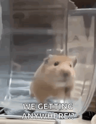 A Hamster Is Sitting In A Plastic Container And Looking At The Camera . GIF