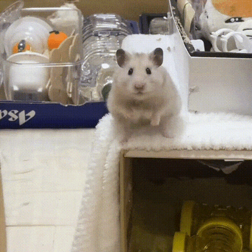 A Hamster Is Standing In Front Of A Box Which Says Psa GIF