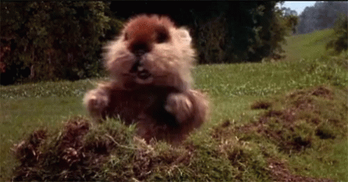 A Hamster Is Standing In The Grass With Its Mouth Open . GIF