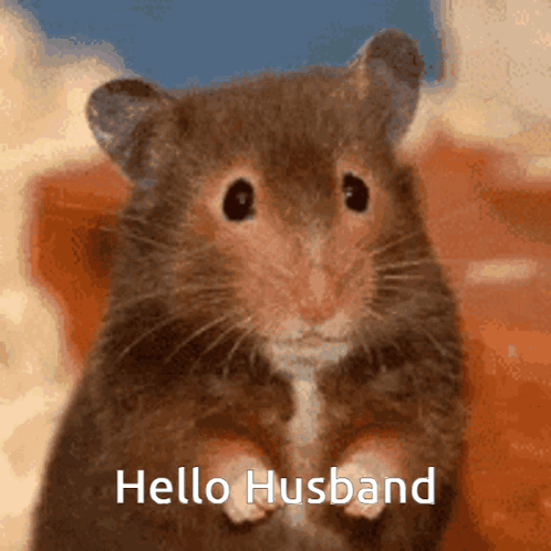 a hamster is standing on its hind legs and says hello husband .