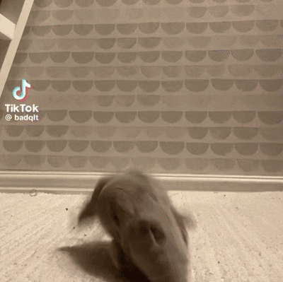 a hamster is walking on the floor in front of a wall with a tiktok watermark