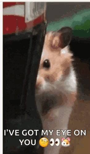 A Hamster Peeking Out From Behind A Person 'S Leg With A Caption That Says I 'Ve Got My Eye On You GIF