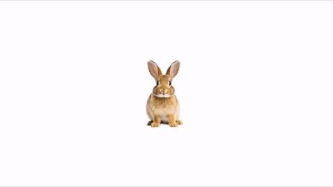 A Hand Is Holding A Small Rabbit With A Play Button On Its Thumb GIF