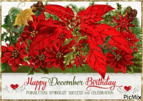 A Happy December Birthday Card With Poinsettia Flowers And Holly GIF