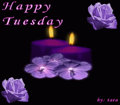 A Happy Tuesday Card With Purple Roses And Candles GIF