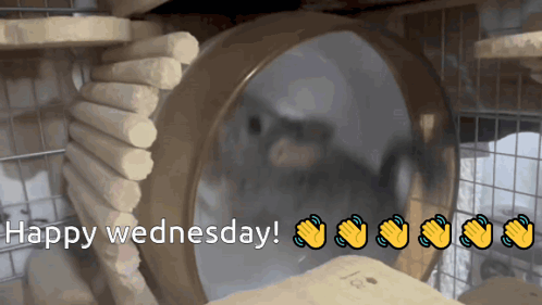 a happy wednesday greeting with a picture of a hamster